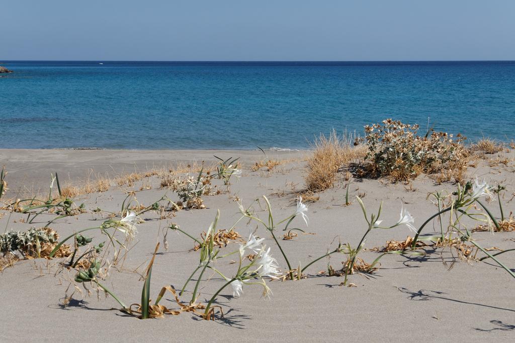 Kalliopi ιncreteble Cretan Resindences Collection Xerokampos (Crete)